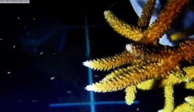 Scientists gather at night to watch annual spawning event to save Florida reefs