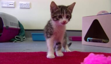 Florida cat declawing ban: Lawmaker plans to revive bill for 2027 session