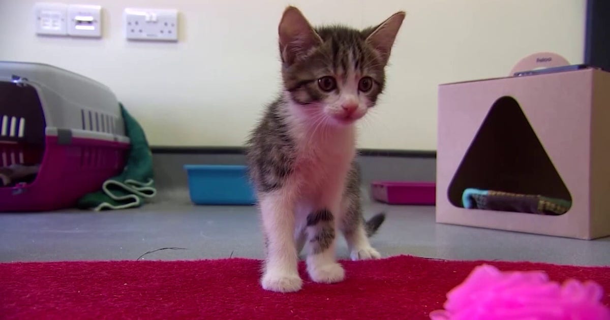 Florida cat declawing ban: Lawmaker plans to revive bill for 2027 session