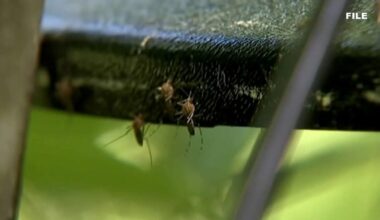 Tampa Bay mosquitoes: High humidity and rain drive summer surge