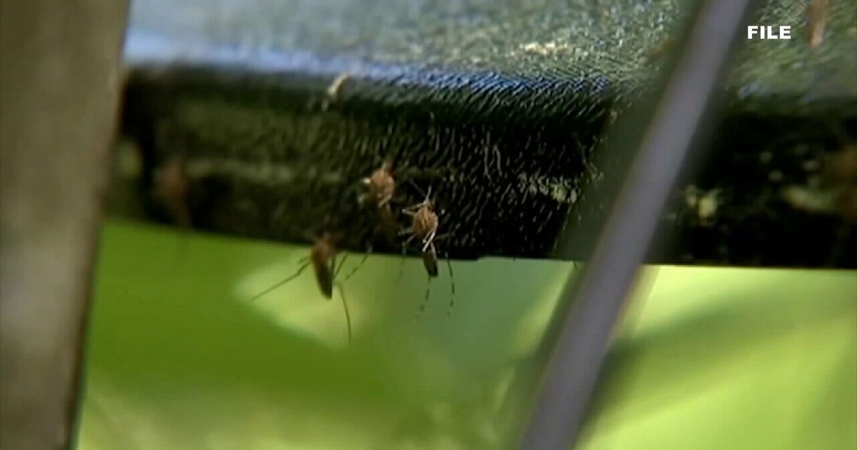 Tampa Bay mosquitoes: High humidity and rain drive summer surge
