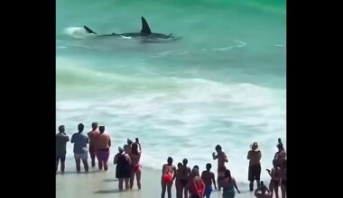 Great hammerhead shark spotted just yards from Florida beach