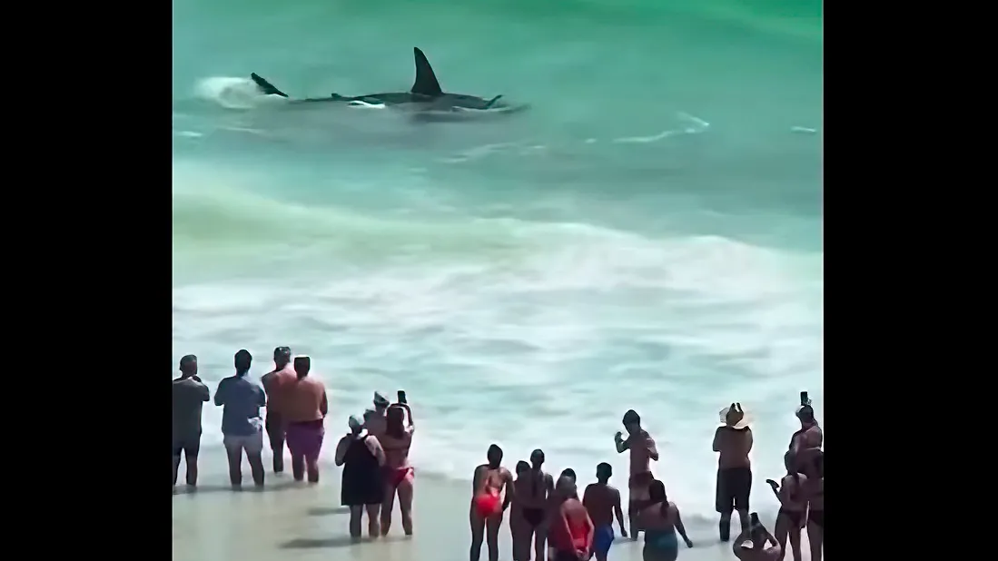 Great hammerhead shark spotted just yards from Florida beach