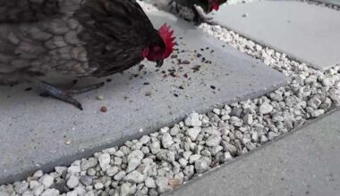 Casselberry to consider 1-year backyard chicken pilot program