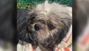 Dog stuck in Tampa storm drain rescued, recovering from health issues, Hillsborough officials say