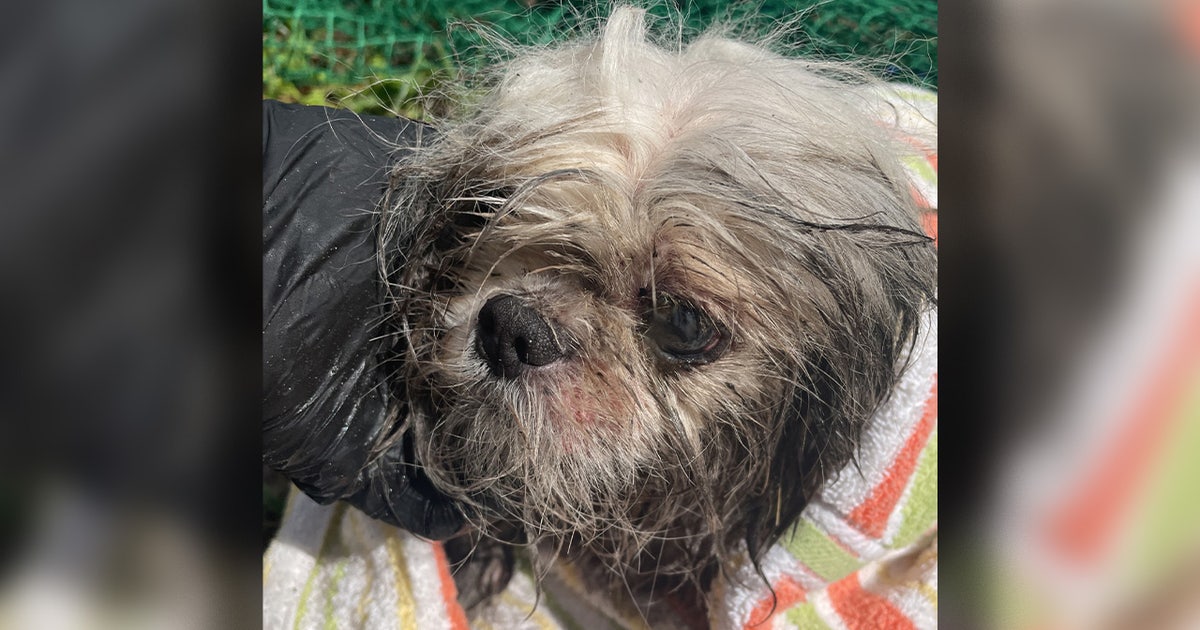Dog stuck in Tampa storm drain rescued, recovering from health issues, Hillsborough officials say