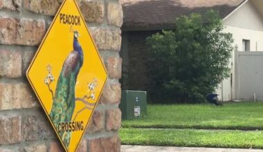 ‘Peacock patrol’ in Casselberry: Protected birds divide neighbors as city reconsiders sanctuary rules