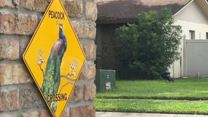 ‘Peacock patrol’ in Casselberry: Protected birds divide neighbors as city reconsiders sanctuary rules