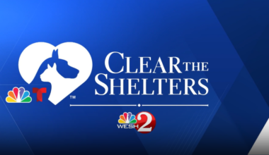 Adoptable pets at Pet Alliance shelters in Sanford and Orlando
