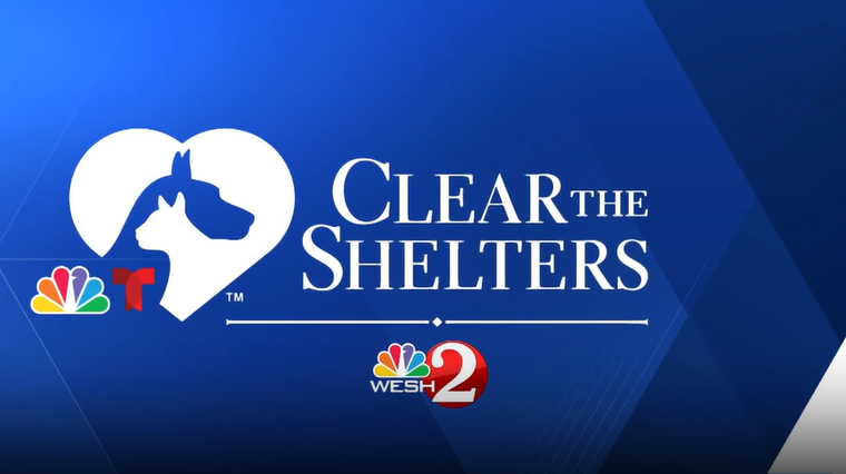 Adoptable pets at Pet Alliance shelters in Sanford and Orlando