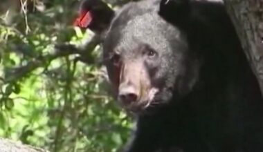 Florida bear hunting: Limited permit applications open Sept. 11