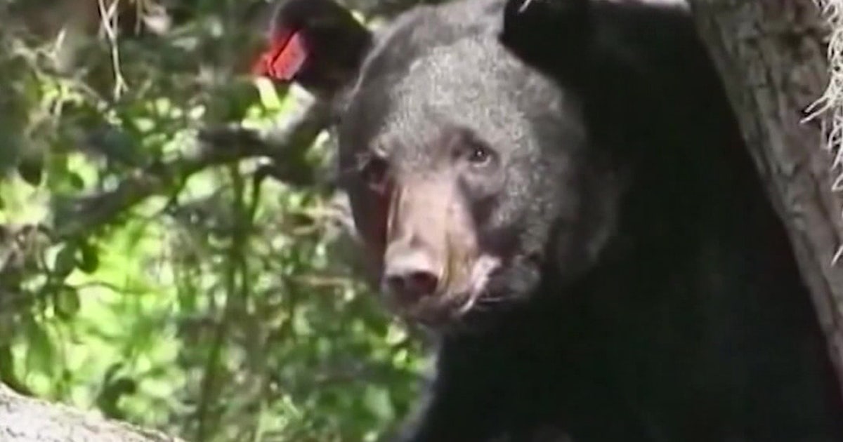 Florida bear hunting: Limited permit applications open Sept. 11