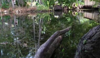 State funding will help improve water quality at Winter Park’s Mead Gardens
