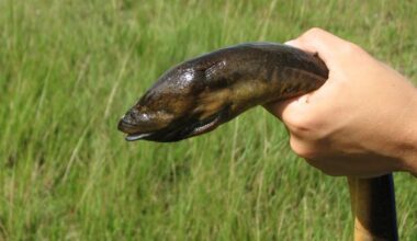 Invasive Asian swamp eels threaten Everglades amphibians, study finds