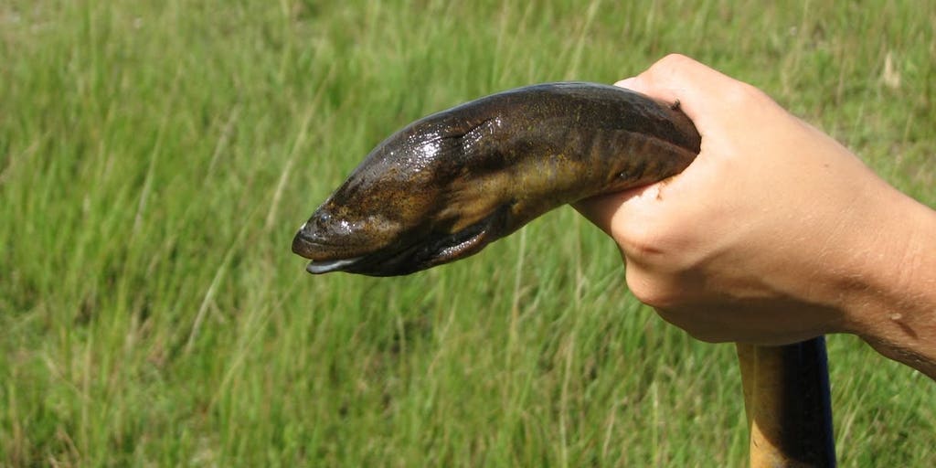 Invasive Asian swamp eels threaten Everglades amphibians, study finds