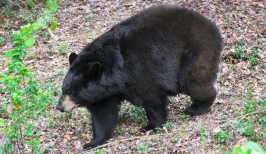 Bear-hunting season kicks off soon in Florida. Here’s what to know