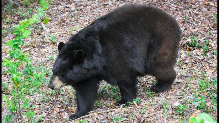 Bear-hunting season kicks off soon in Florida. Here’s what to know