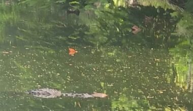 Police urge ‘extreme caution’ after crocodile kills dog in South Miami