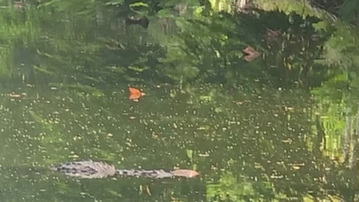 Police urge ‘extreme caution’ after crocodile kills dog in South Miami