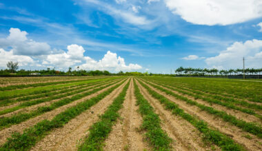 The advantage of fresh and local