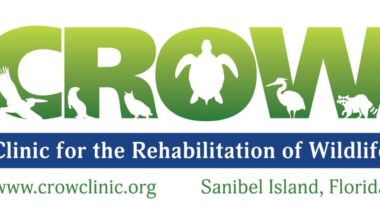 CROW welcomes new veterinary interns - SANIBEL-CAPTIVA