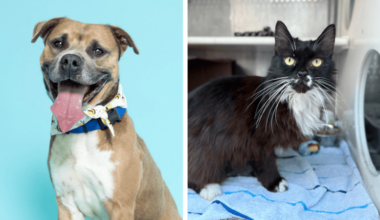 Howie and Flower Are Waiting for Their Second Chance at a Forever Home – Coral Springs Talk