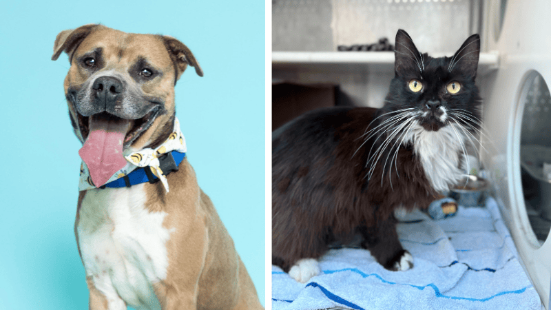 Howie and Flower Are Waiting for Their Second Chance at a Forever Home – Coral Springs Talk