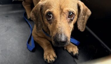 21 dachshunds recovering at Humane Society of Tampa Bay, rescued from hoarding situation