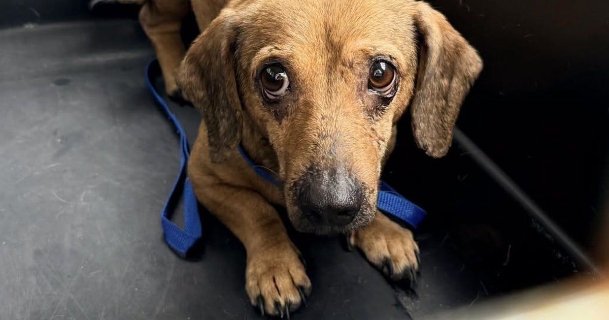 21 dachshunds recovering at Humane Society of Tampa Bay, rescued from hoarding situation
