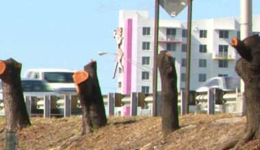 Miami probes illegal removal of protected mahogany trees