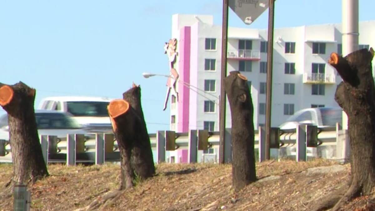 Miami probes illegal removal of protected mahogany trees