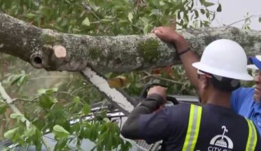 City of Orlando removes rotting tree branch after it fell on car