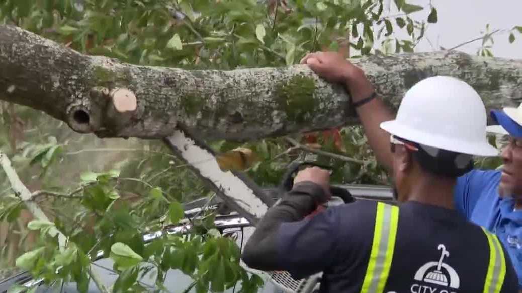 City of Orlando removes rotting tree branch after it fell on car
