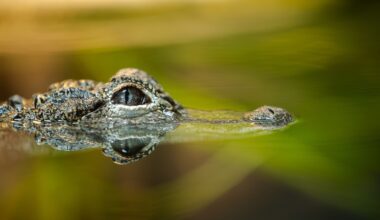 Woman bitten by alligator while swimming in Silver River in Marion County, Florida