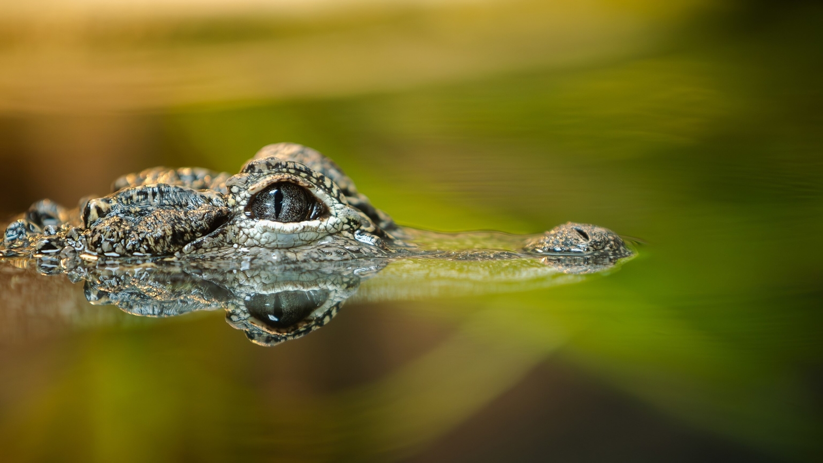 Woman bitten by alligator while swimming in Silver River in Marion County, Florida