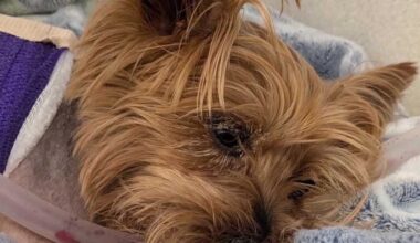 Yorkie survives alligator attack in Florida, faces long recovery