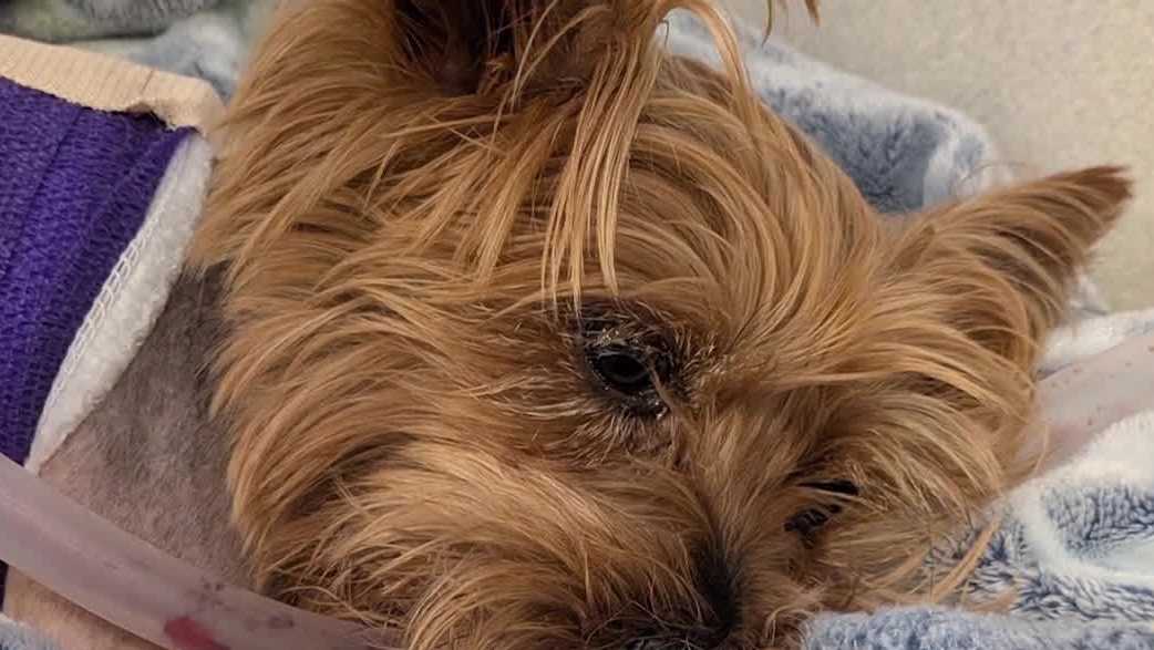 Yorkie survives alligator attack in Florida, faces long recovery