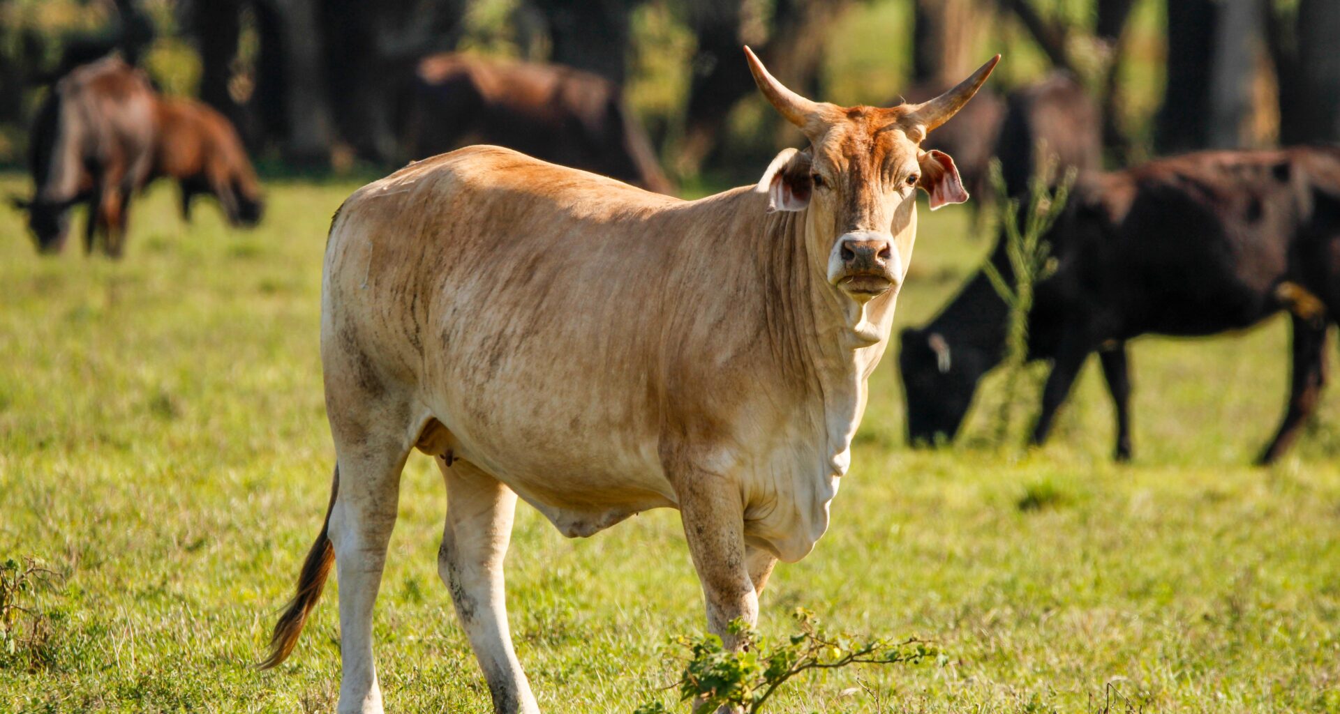 Florida cattle ranchers push back on Trump’s beef import plan – Orlando Sentinel