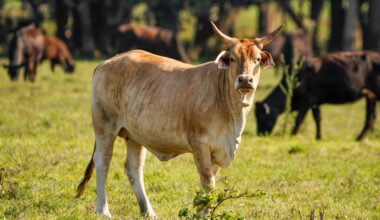 Florida cattle ranchers push back on Trump’s beef import plan – Orlando Sentinel