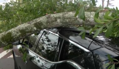 Orlando neighbors demand removal of tree after car crushed