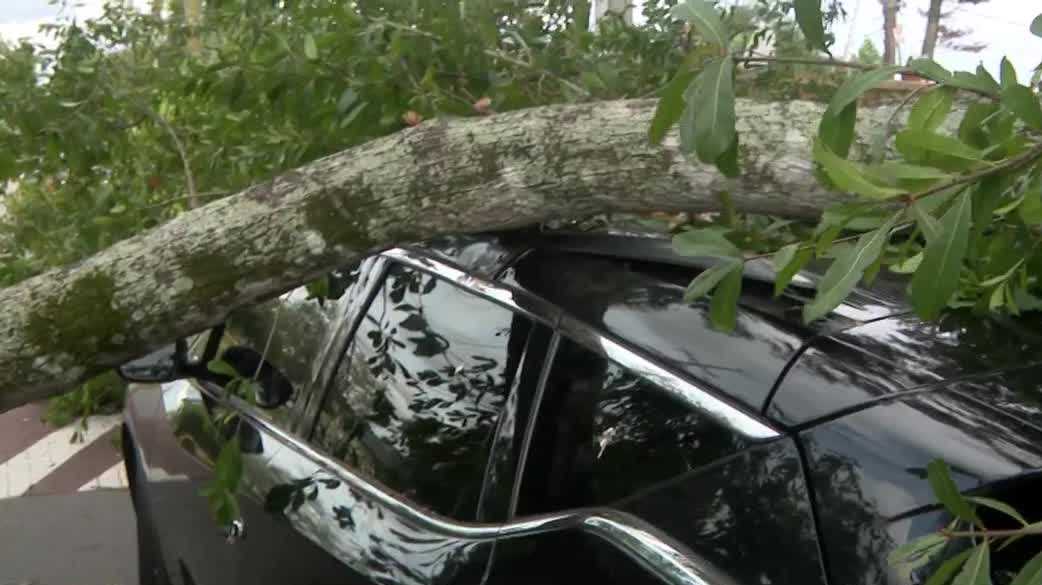 Orlando neighbors demand removal of tree after car crushed
