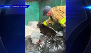 Firefighters rescue dog found trapped in West Miami-Dade dumpster - WSVN 7News | Miami News, Weather, Sports