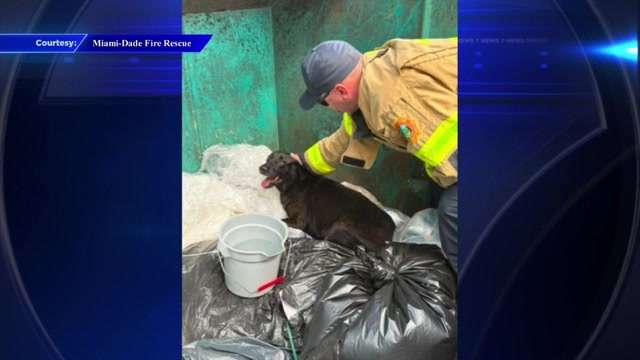 Firefighters rescue dog found trapped in West Miami-Dade dumpster - WSVN 7News | Miami News, Weather, Sports