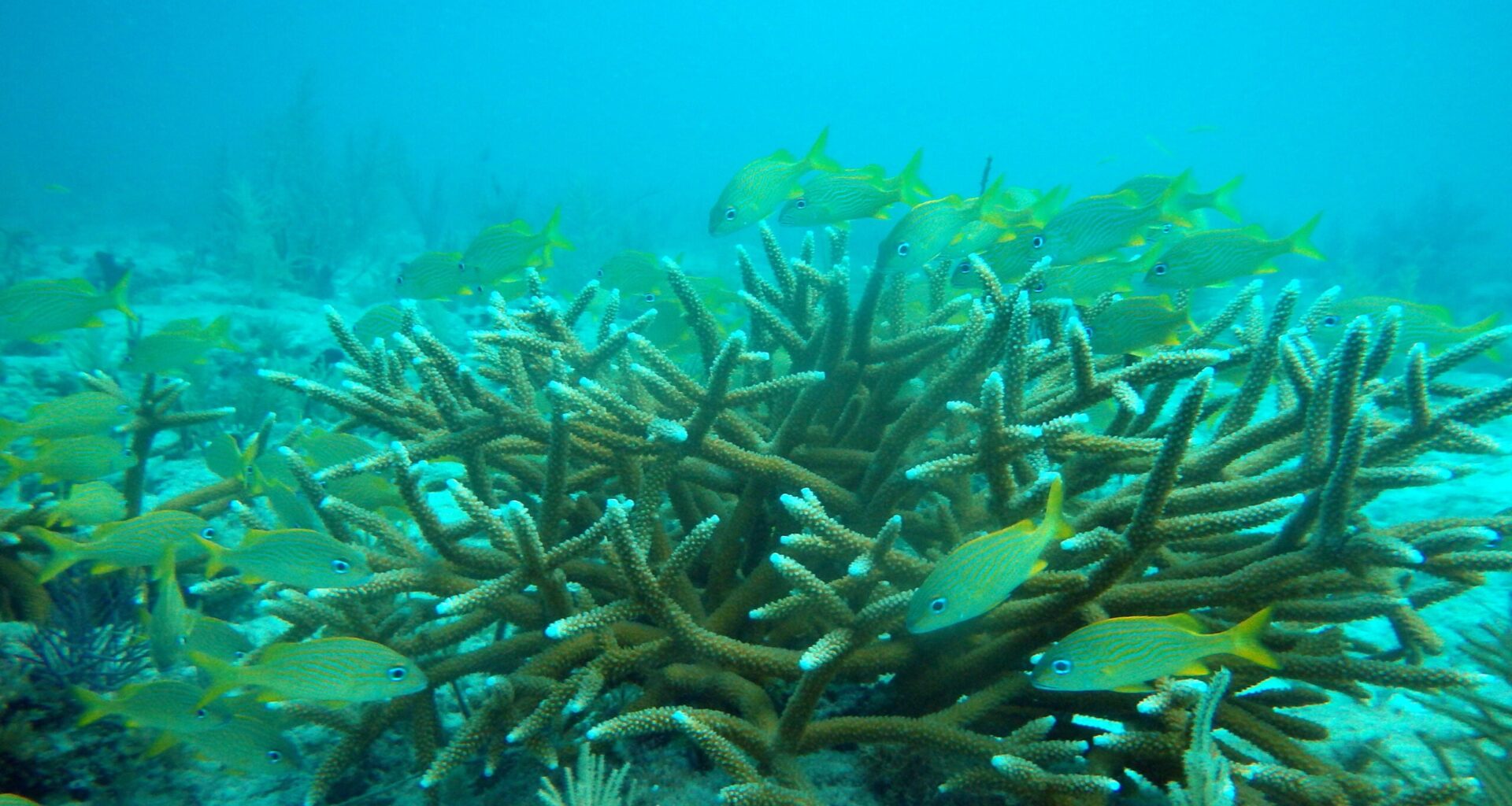 Fish swim around staghorn coral colonies in the Florida Keys.