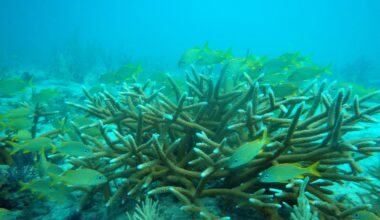 Fish swim around staghorn coral colonies in the Florida Keys.
