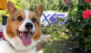 Corgi reunited with owner after tornado in Port St. Lucie