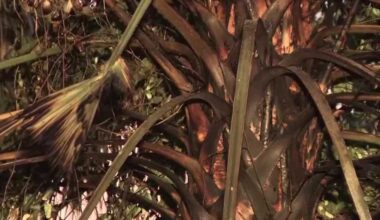 Lightning strike sets trees ablaze in Cape Coral during storm