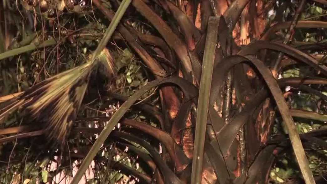 Lightning strike sets trees ablaze in Cape Coral during storm