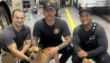 Dog Rio Rescued From Florida Canal And Reunited With Owner