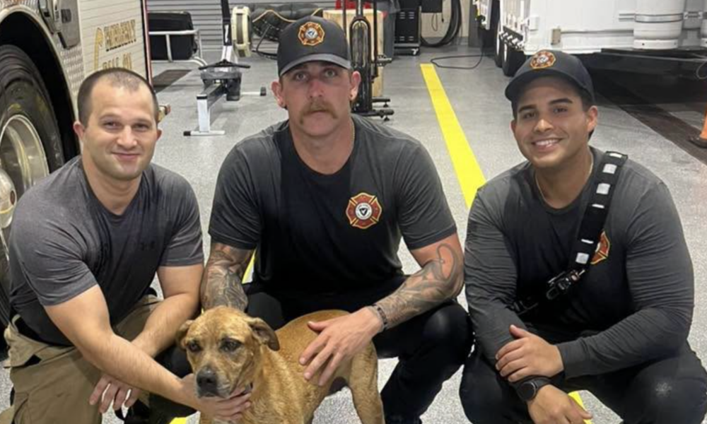 Dog Rio Rescued From Florida Canal And Reunited With Owner